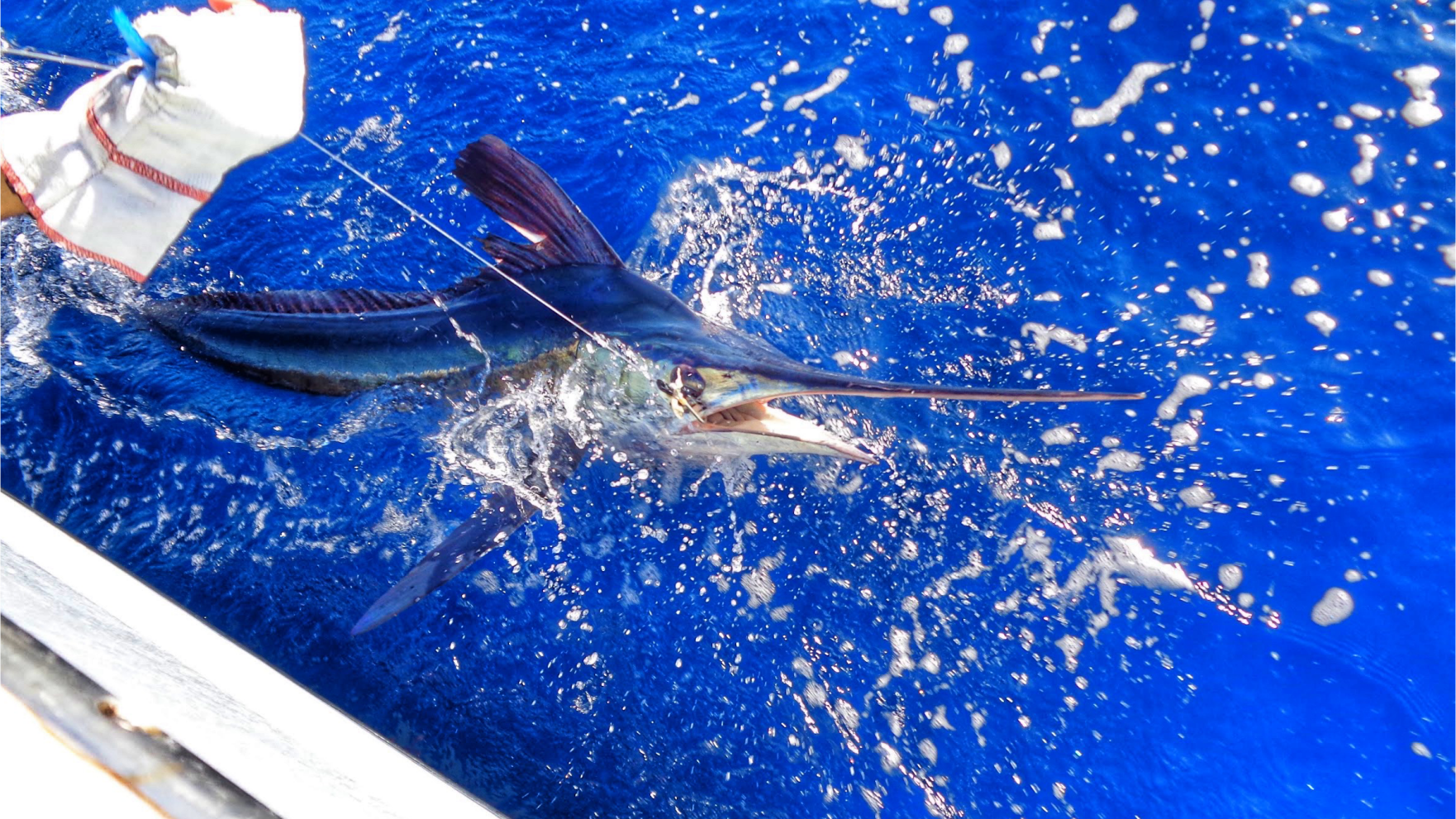 White Marlin Open to expand fishing window to six days for 2026